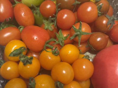 【定期便で５％お得】カラフルで甘いミニトマトの【おまかせ】詰め合わせセット（１ｋｇ）新鮮配送！ 完熟ツヤツヤ！魔法の美味しさ！【トマト食べ比べ】