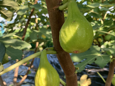 バナーネ　白いちじく　露地栽培　化学肥料農薬不使用　予約販売　順次配送