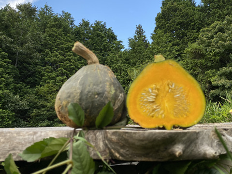 1.5kg自然栽培の固定種は旨かぼちゃ🎃西洋かぼちゃ！おいしい野菜