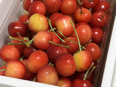 【予約早割】山形県産 佐藤錦 500g 秀品 2L～L玉混合 大粒 さくらんぼ バラ詰 500グラム