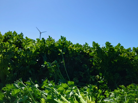 ハマる人続出！あっぱれセロリ(5kg 1株300g以上)