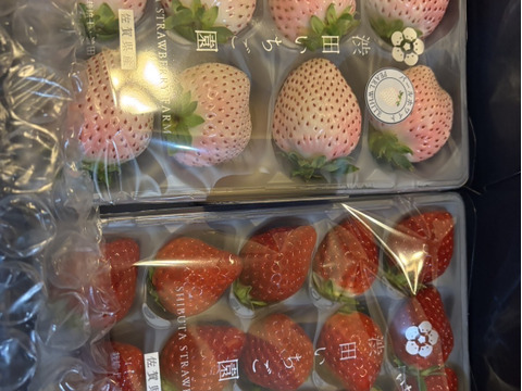 【紅白いちごセット】【🥈いちごグランプリ2025銀賞受賞】最高鮮度でお届け！ 希少な完熟パールホワイト&いちごさん　紅白いちご食べ比べセット【2パック/500g】ギフト/贈答用/ご家庭用