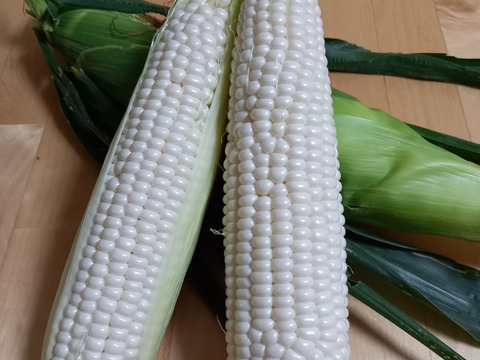 甘い！ホワイトコーン☆雪の妖精　８本