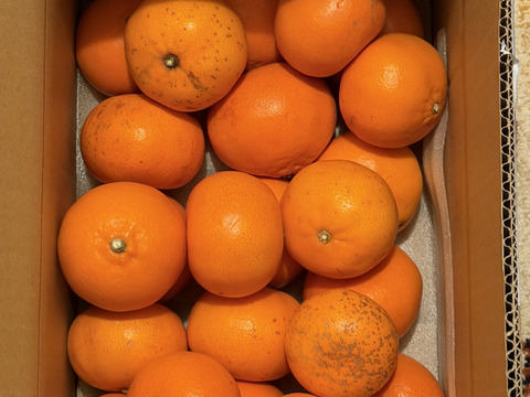 【訳ありだけど美味しさそのまま】せとか 5kg 愛媛県産