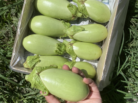 4美味しい翡翠茄子！やみつきナス！旨なす！煮ても焼いても美味しい！農薬不使用！