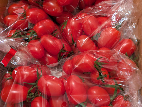 あま～いプチトマト（アイコ）がたっぷり1,5㎏入ります