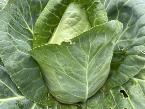 兵庫県丹波産‼️たけのこキャベツとニンニクのセット‼️