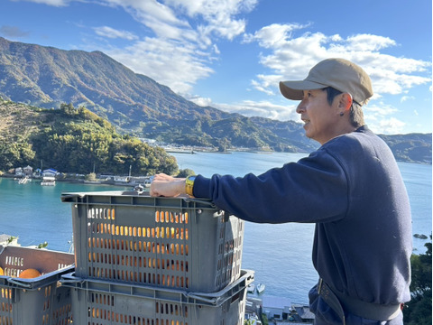 酸味と甘味のバランスの良い旬のちえみかん🍊（田口早生）５㌔