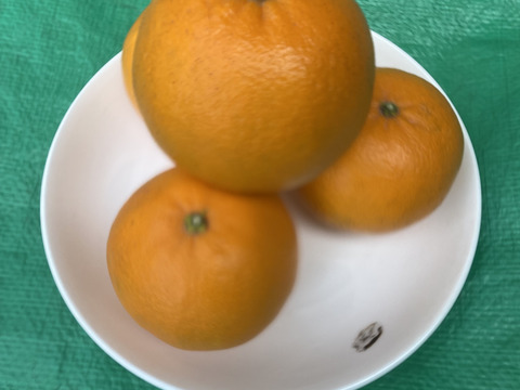 プチプチで濃厚な甘み！肥前ユース5キロ