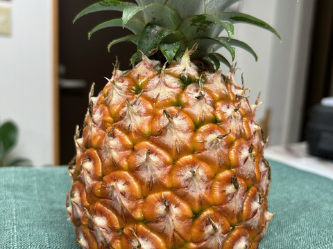 南国鹿児島産　桃の香りのする！？不思議なパイン　完熟ピーチパイン　Ｌ玉２個　約２kg