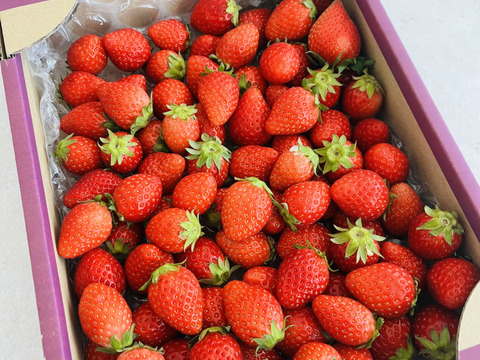 【やよいひめ】！たっぷり８００ｇバラ詰め　サイズ・形、いろいろ