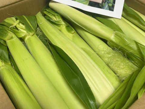 🌽【期間限定】白とうもろこしのヒゲまで美味しいヤングコーン25