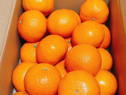 アンコールオレンジの香りがすごく良い！津之輝（希少）３キロ