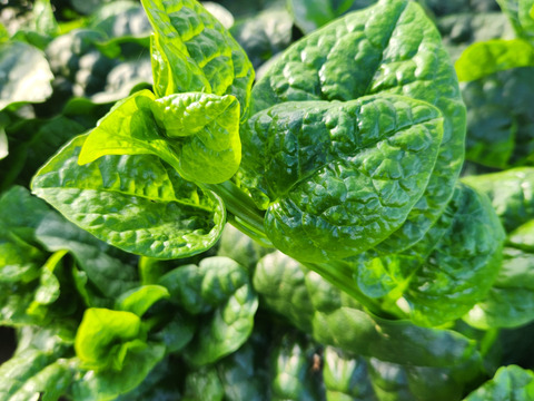 旬のおまかせ野菜セット ！！