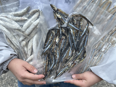 五島列島産　きびなごづくしセット　冷凍