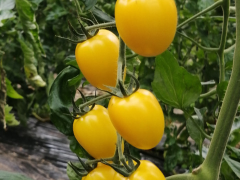 新商品❗あま～いプチトマト
(イエローアイコ)　
酸味が無くとにかく甘い💛
赤アイコとの合わせ買いに最適です。