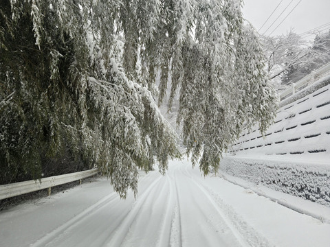★自然栽培　根曲がり竹　ネマガリダケ　姫竹　1キロ　冷蔵専用箱発送