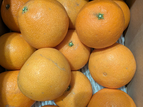 【数量限定】とろけるゼリー食感！段畑まどんな　(4キロ　ご家庭用) 段畑マドンナ(紅まどんなと同品種)