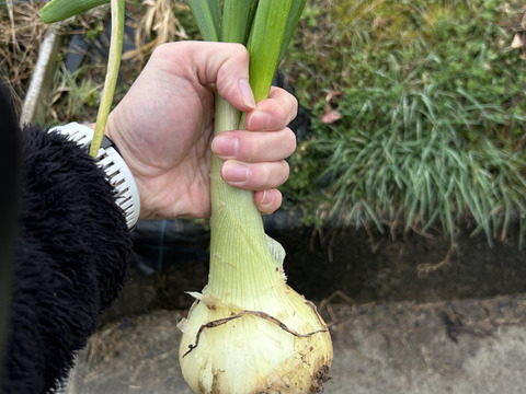 葉玉葱🧅／ホーム玉葱／シャルム　５キロ