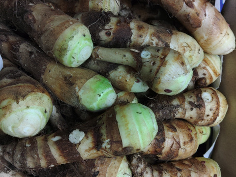 甘味が増した、ホクホクしっとり！小芋訳アリはね出しタケノコ芋(京芋)2.3Kg