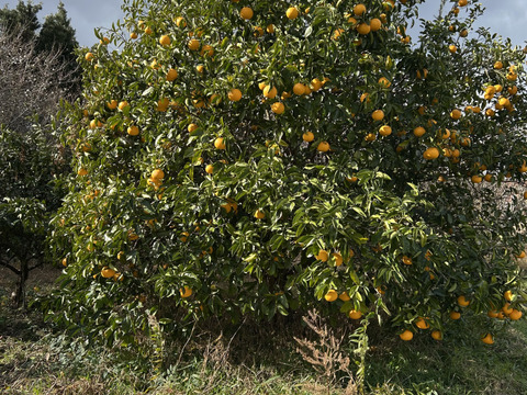 さわやか！自然農の八朔　6kg