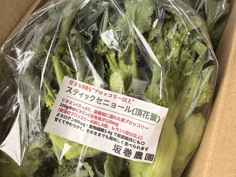 スティックセニョール　頂花蕾　2kg 数量限定