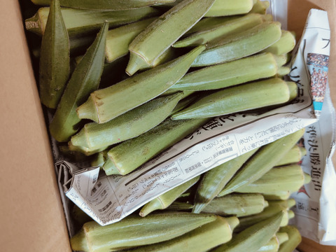 オクラ♪サイズがランダム♪暑さに負けない‼️『オクラ』今川農園おすすめ美味しいオクラ