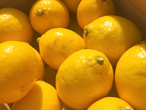 小粒な日だまりレモン娘(栽培期間中農薬不使用・有機肥料・ノーワックス防腐剤)(10個入り)