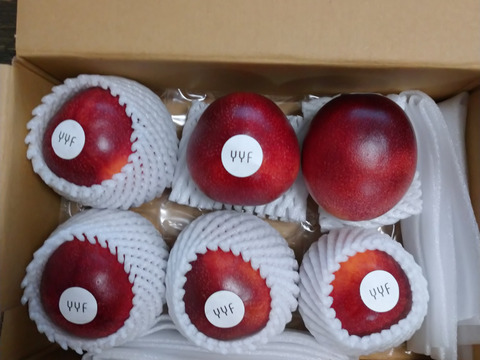 お試し小ロット！パッションフルーツ　6個入り