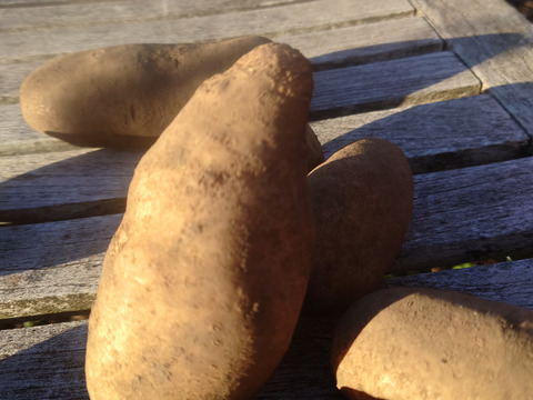 【ちょっと訳有❗】じゃがいも【ホッカイコガネ】大きさ色々　80サイズ　4.7kg　
※商品説明をご一読の上、「常温便」、「クール便」をご指定下さいませ