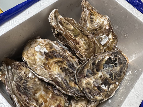 【10％OFF設定中】１名様用の牡蠣★ 1ｋｇ 宮城県産 殻付き 牡蠣 殻付き牡蠣 殻付 カキ 加熱調理用 松島牡蠣屋 オイスターoyster 貝類 BBQバーベキュー 貝 生牡蠣