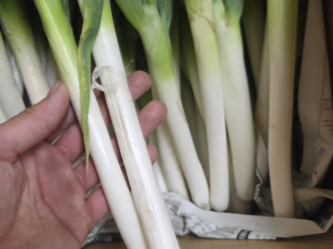 【ネギ専用箱・新鮮袋付き】堆肥、農薬一切無し！！自然栽培ネギ　根切り済み　4キロ