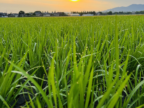 令和7年産【一等米】新潟県産従来品種コシヒカリ10kg