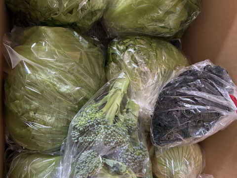 淡路島レタス、３玉