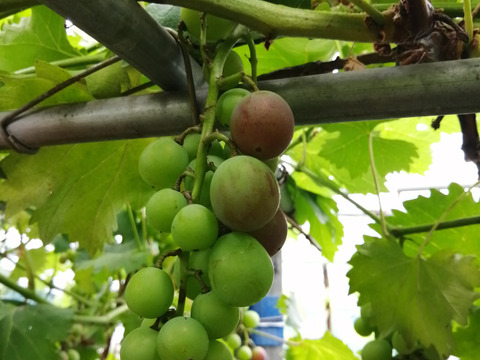 農薬不使用！甘さとコクのぶどう「紫玉」1kg