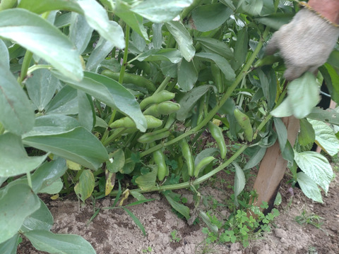 そら豆10個（10本）入り🫛農薬、除草剤、化学肥料不使用☆