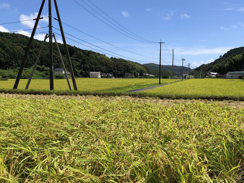 【８月下旬よりいち早くお届け！お米屋さんも大絶賛の新米！！ご予約の方限定でプレゼント付き】コシヒカリ10ｋｇ