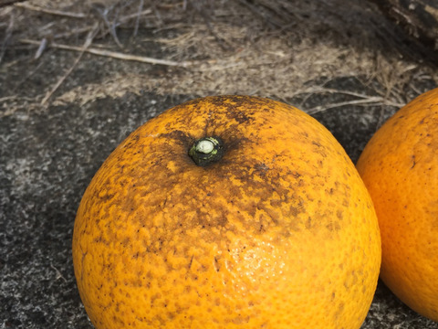 【農薬不使用】見た目悪くてごめんなさい。訳あり八朔　3キロ