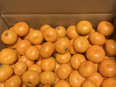 数量限定で再販‼️見た目は赤ちゃんサイズ👶でも味は濃厚！西果樹園【超小玉みかん】５キロ