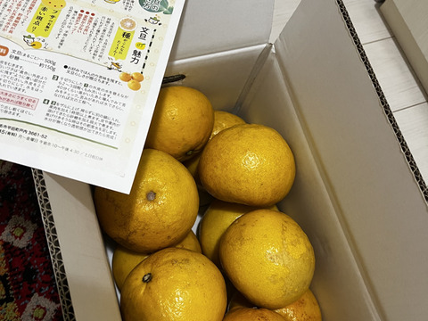 文旦　訳あり　アウトレット品　柑橘　15 2027年予約【土佐文旦訳あり10kg】日本で一番みかんと暮らしてる私たち