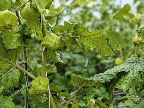 【北海道産】食用ほおずき150g【スーパーフード】