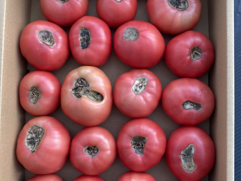 尻腐れトマト、1箱大きさバラバラ（約3K）