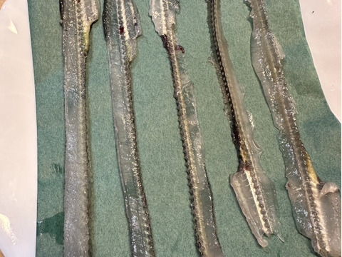 とくだいサヨリ 日間賀島産 刺身OK 塩焼き・フライ用 1kg ゴールデンウイーク大漁特価100-125g個体※8-10匹
もっとでかいのも入れるかも!