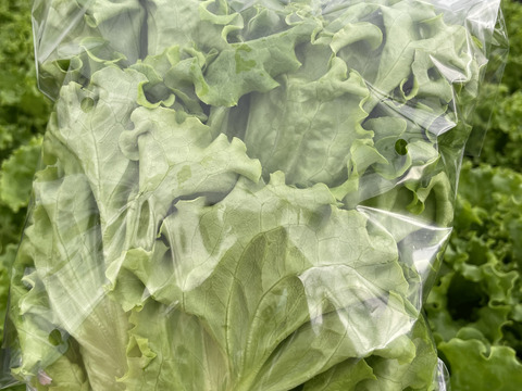 ふわっとパリ！グリーンリーフレタス　200gｘ6株