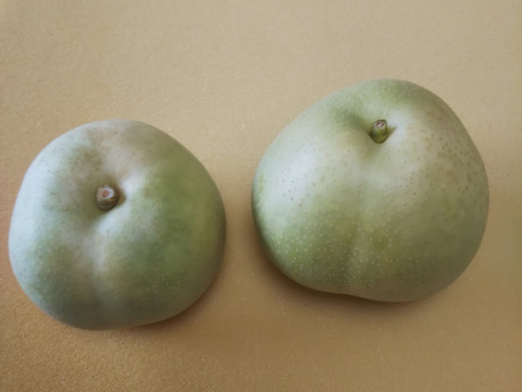 二十世紀梨 7～10玉 2.5ｋｇ