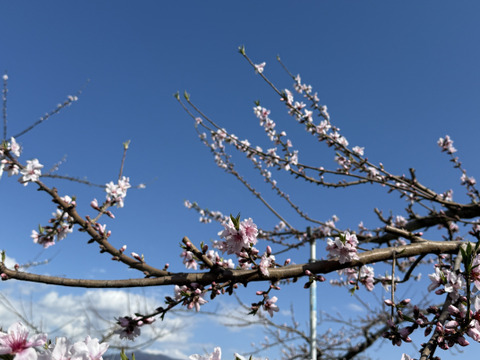 【贈答用】大人気！長野生まれの品種「なつっこ」2㎏（5～8玉）