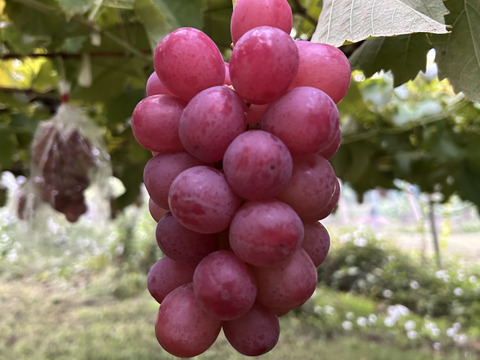 スカーレット(ぶどう) 約1kg(2〜3房)