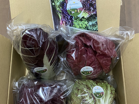 クリスマスの食卓を彩ろう！ リーフチコリー アソート 4個入り トレビス プレコーチェ トレビスローザ カステルフランコ他