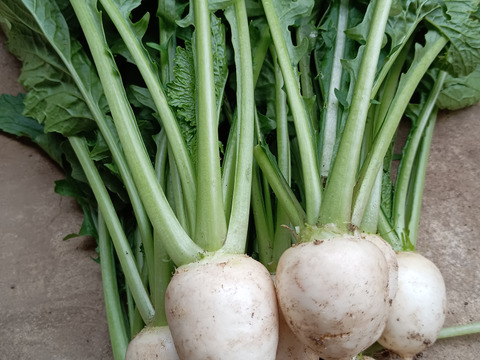 ササッとふりかけセット🌱🌱小カブつき✨️✨️✨️シャキシャキ葉大根【数量限定🌶️🌶️】 ばぁばのものすごい野菜😋🍙🥕