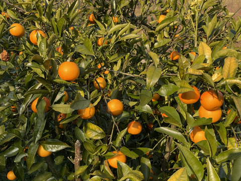 ブラッドオレンジ　タロッコ10キログラム